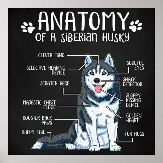 Poster Anatomy Siberian Husky (Devant)