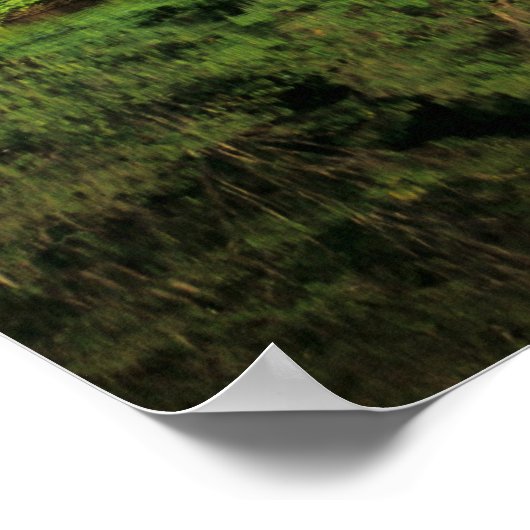 Poster Anavilhanas, Amazonas, Brésil. Rainforest (Coin)