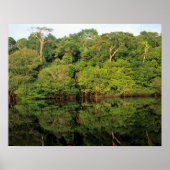Poster Anavilhanas, Amazonas, Brésil. Rainforest (Devant)