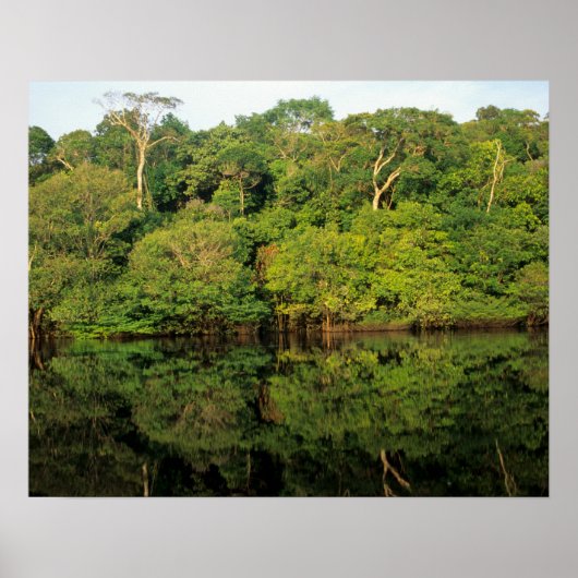 Poster Anavilhanas, Amazonas, Brésil. Rivière de la forêt (Devant)