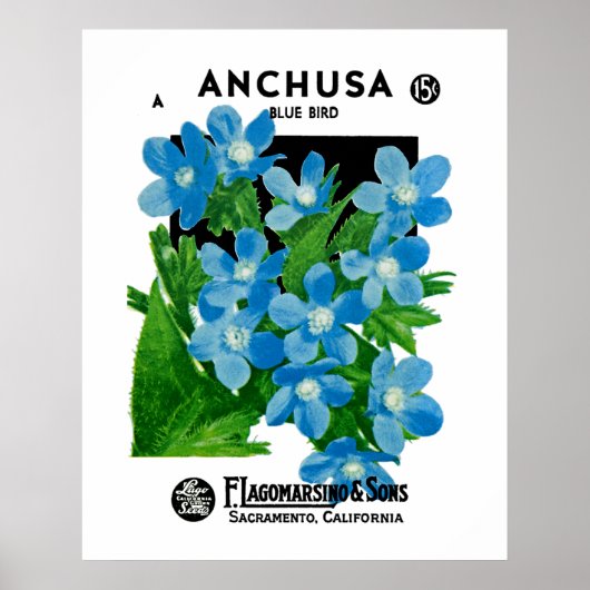 Poster Anchusa (Devant)