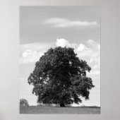 Poster Ancien arbre (Devant)