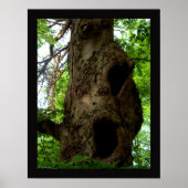 Poster Ancien arbre (Devant)