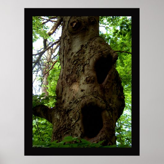 Poster Ancien arbre (Devant)