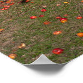 Poster Ancien arbre à pomme (Coin)