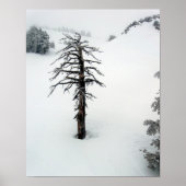 Poster Ancien arbre au Mont Bachelor (Devant)