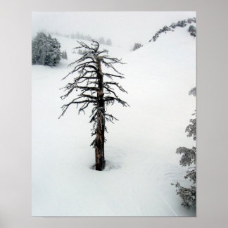 Poster Ancien arbre au Mont Bachelor