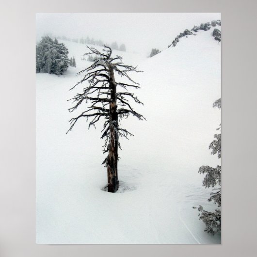 Poster Ancien arbre au Mont Bachelor (Devant)