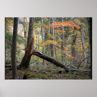 Poster Ancien arbre tombé dans la forêt profonde en autom