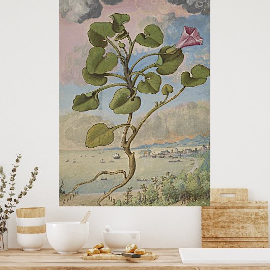 Poster Ancien Bindweed Coastal (Cuisine)
