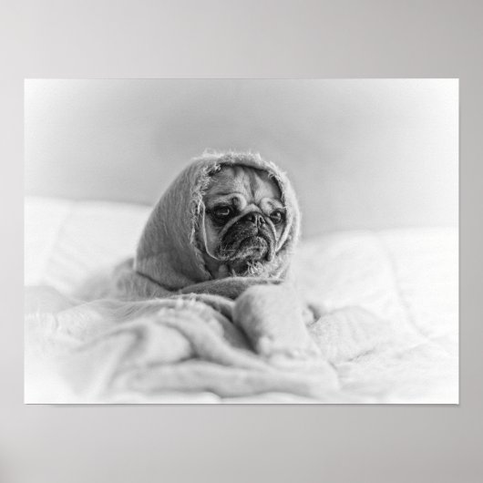 Poster Ancien Carlin (Devant)