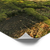 Poster Ancien chêne (Coin)