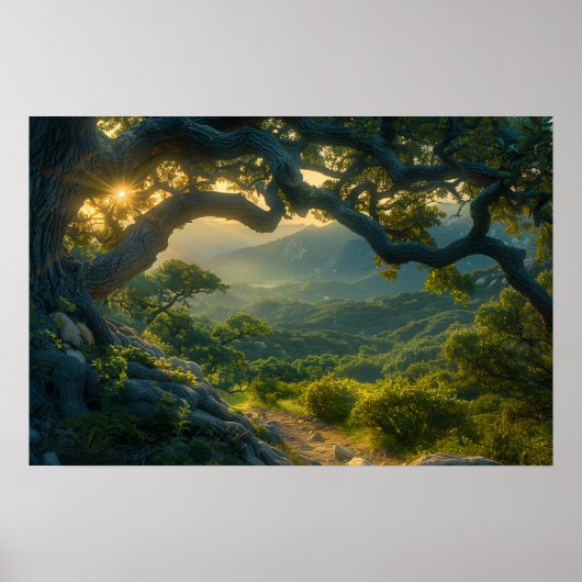 Poster Ancien chêne au lever du soleil (Devant)