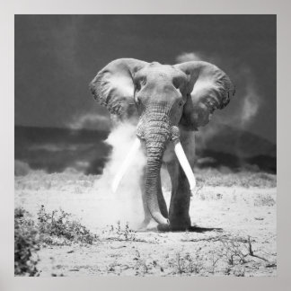 Poster Ancien éléphant