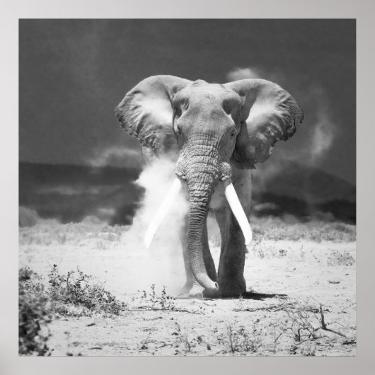 Poster Ancien éléphant (Devant)