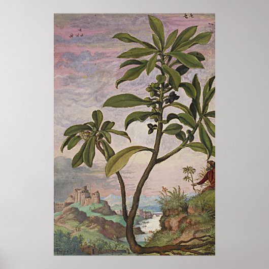 Poster Ancien laurier de l'art botanique (Devant)