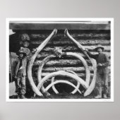 Poster Ancien Mastodon Bones Alaska 1908 (Devant)