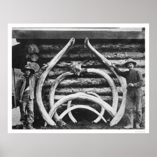 Poster Ancien Mastodon Bones Alaska 1908 (Devant)