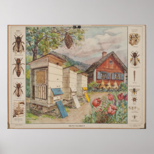 Poster Ancienne carte murale suédoise - Abeilles