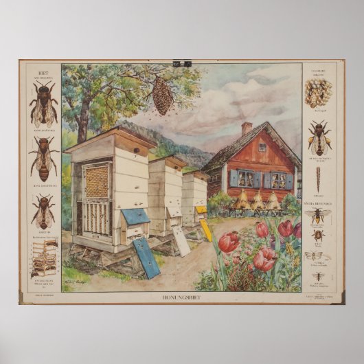 Poster Ancienne carte murale suédoise - Abeilles (Devant)