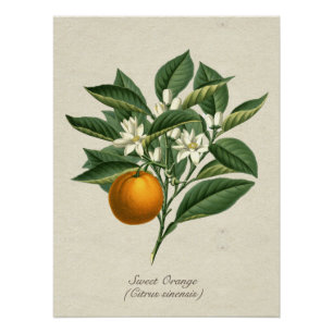 Poster Ancienne Fleur d'Orange de Botanique Fleur Feuille