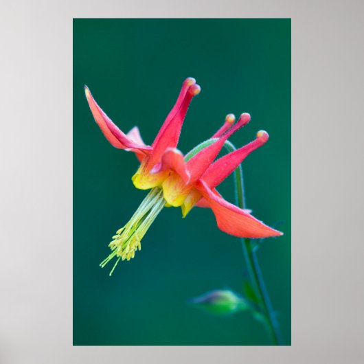 Poster Ancolie rouge (Devant)