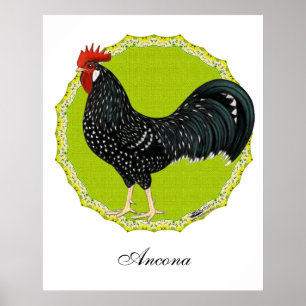 Poster Ancona Rooster