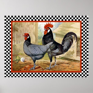 Poster Andalusian Chickens in Farm