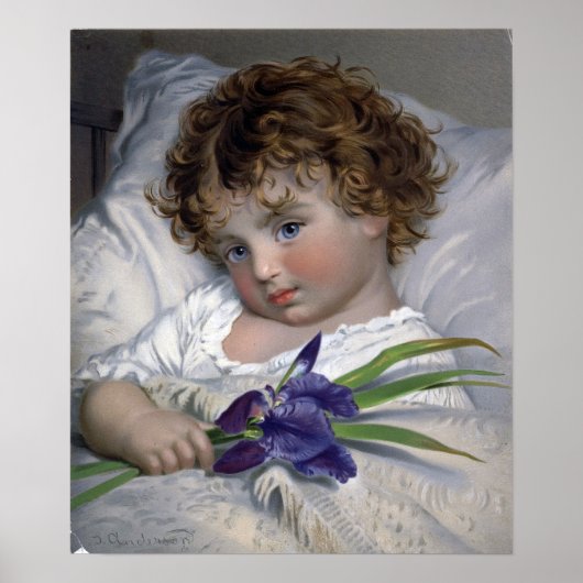 Poster Anderson - Prattling Primrose (Devant)