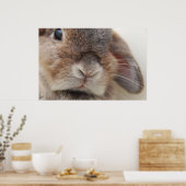 Poster Andorre le lapin : Regarder (Cuisine)