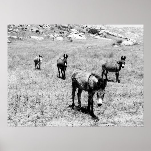 Poster âne 001 (Devant)