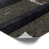 Poster Âne blanc austro-hongrois (Coin)