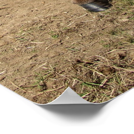 Poster Âne marrant (Coin)