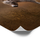 Poster Âne miniature avec Colt (Coin)