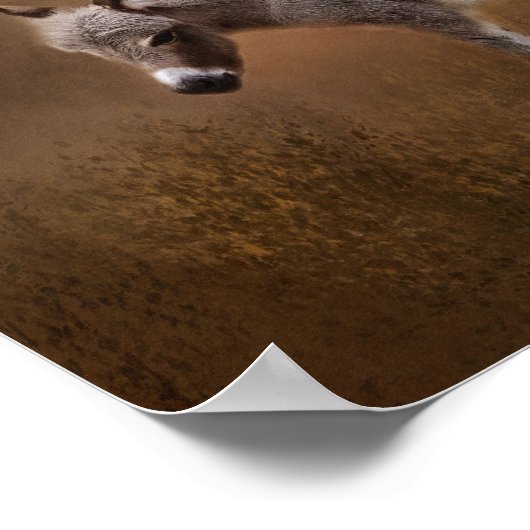 Poster Âne miniature avec Colt (Coin)