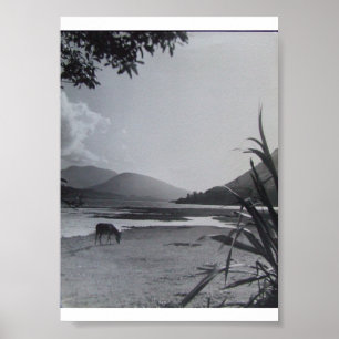 Poster Âne sur le rivage, années 1960, île d'Achill, Irla