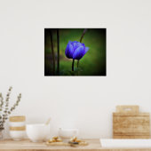 Poster Anémone, (Cuisine)