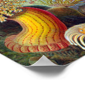 Poster Anémone de mer Nature scientifique Océan (Coin)