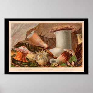 Poster Anémone de mer vintage Ocean Life Art Imprimer