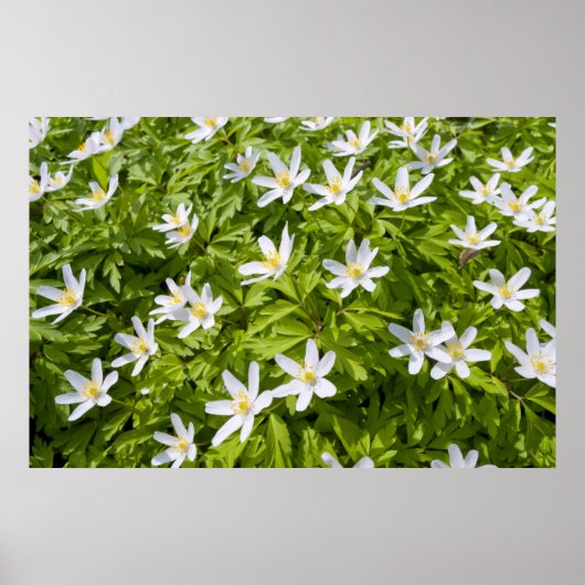 Poster Anémone des bois (Devant)