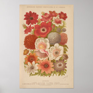 Poster Anémone George Nicholson