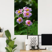 Poster Anemone Japonaise fleurit rose dans le jardin, gro (Bureau à domicile)