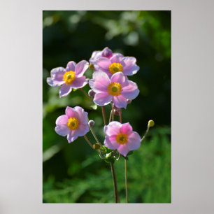 Poster Anemone Japonaise fleurit rose dans le jardin, gro