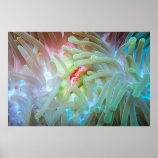 Poster Anémone multicolore (Devant)