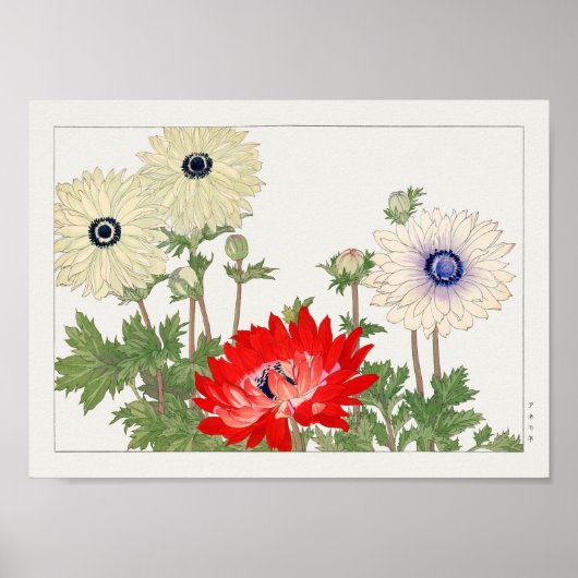 Poster Anemone par Tanigami Konan (Devant)