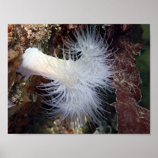 Poster Anémone plumeuse (Metridium farcimen) - Beaux-arts (Devant)