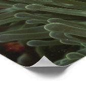 Poster Anémone rose dans l'anémone marine magnificante (Coin)