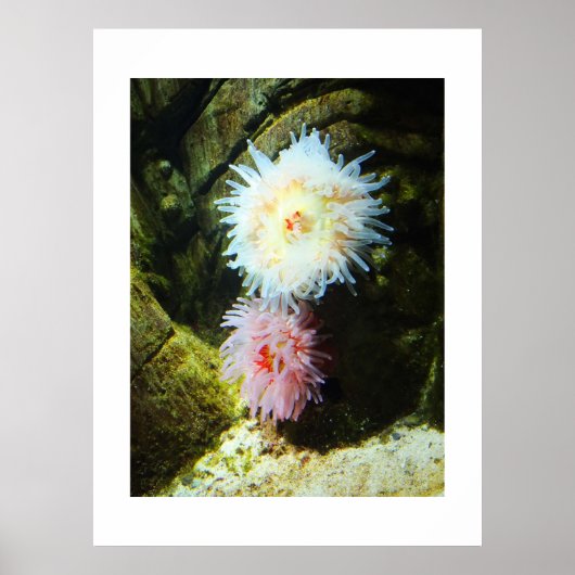 Poster Anémones de mer (Devant)