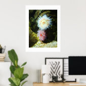 Poster Anémones de mer (Bureau à domicile)