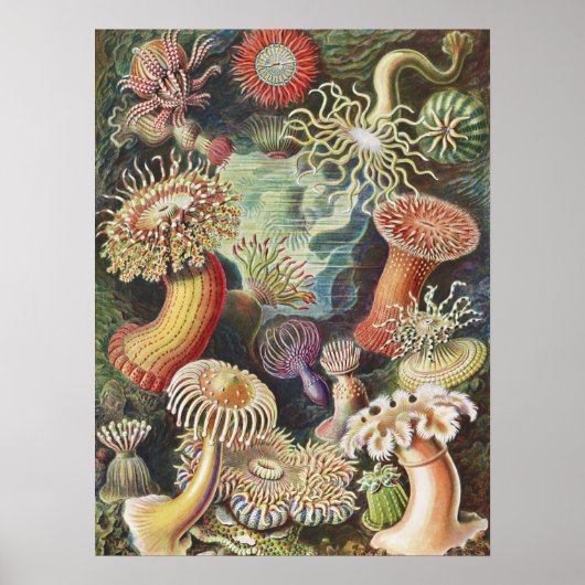 Poster Anémones de mer, Actiniae Seeanemonen Ernst Haecke (Devant)